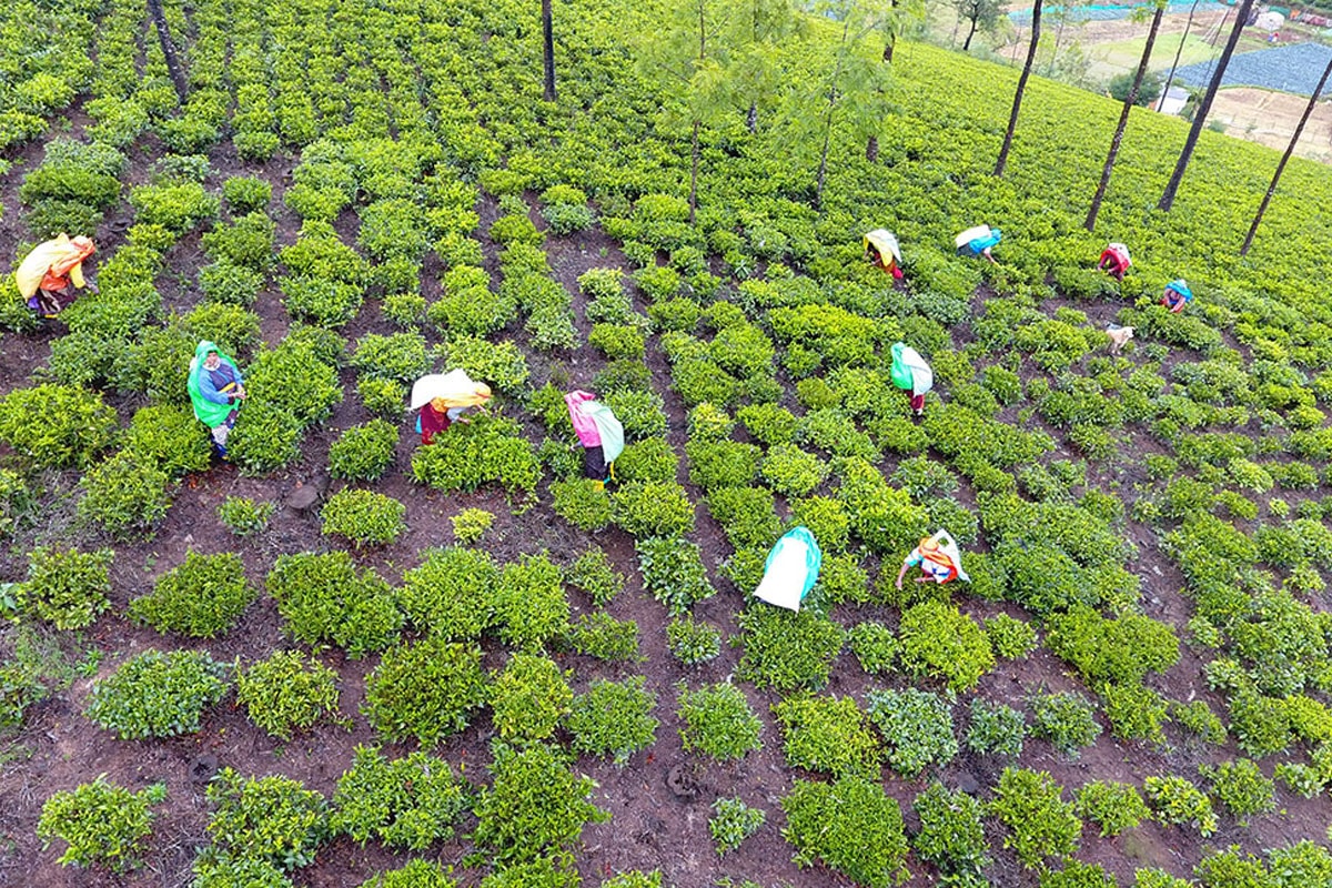 Mannovarai Tea Estate